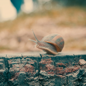 Somatic Experiencing